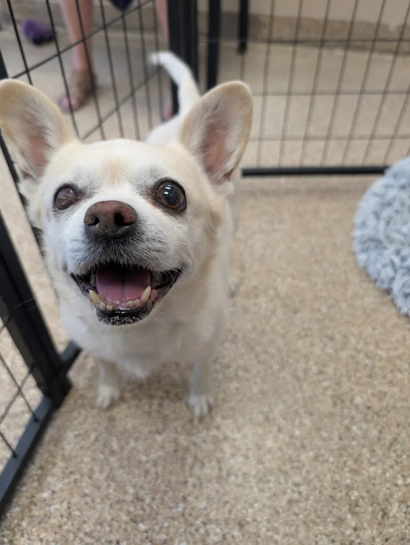 Kimmy And Komo thumbnail 2