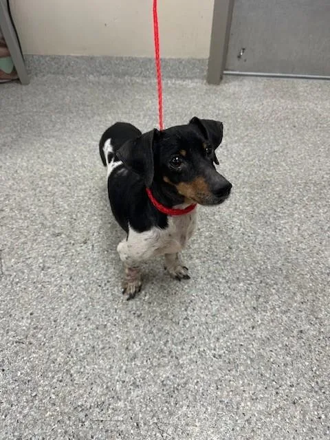An adult small-sized male Dachshund dog named Moose for adoption in Pasadena, TX