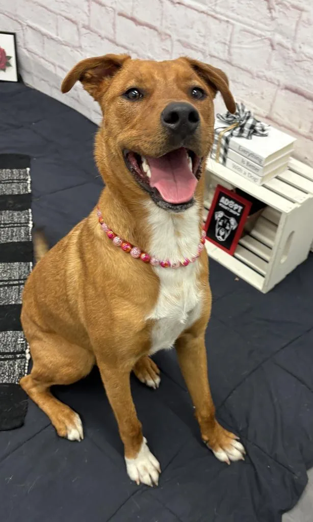 A baby large-sized female Mixed Breed dog named Zuzu for adoption in Detroit, MI