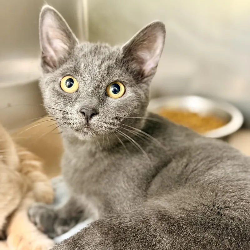A baby medium-sized female Gray / Blue / Silver Domestic Short Hair cat named Jazzy for adoption in Jackson, NJ