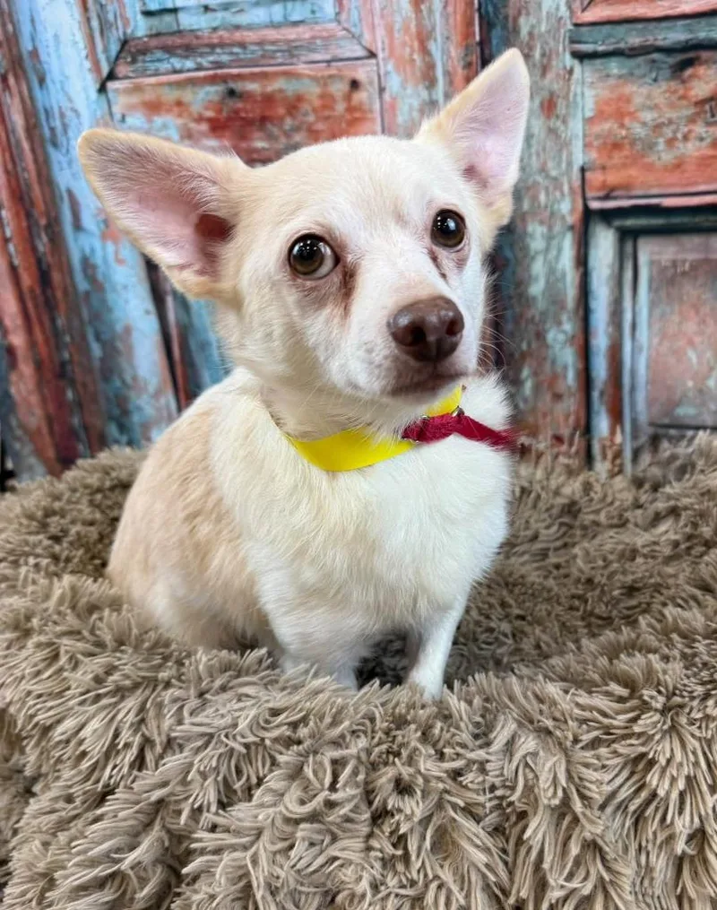 An adult small-sized male Chihuahua dog named Snowball for adoption in Fond Du Lac, WI