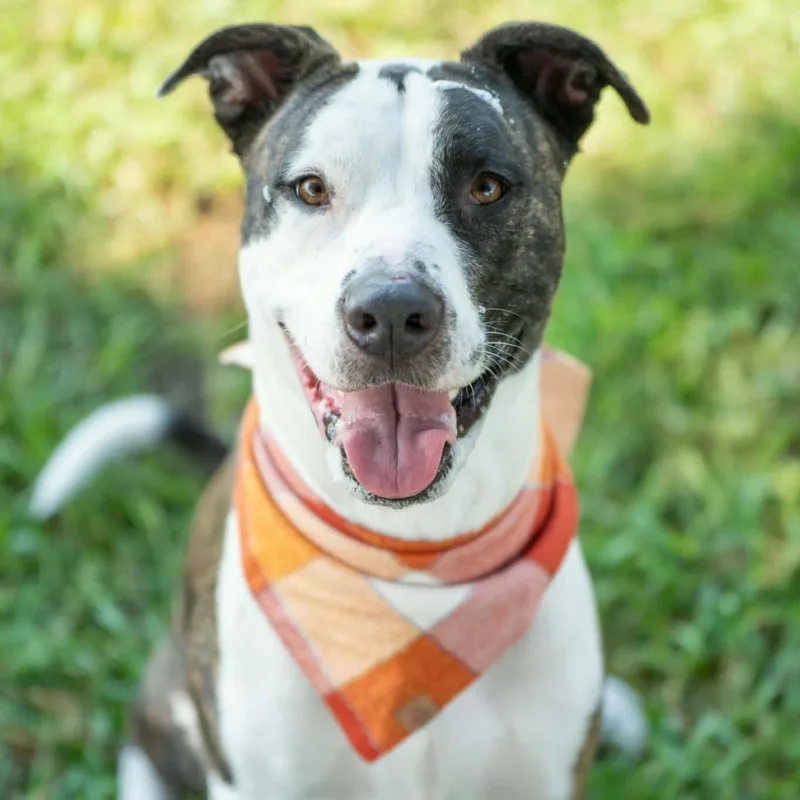 An adult medium-sized male Brindle Mixed Breed dog named Basil for adoption in Myrtle Beach, SC