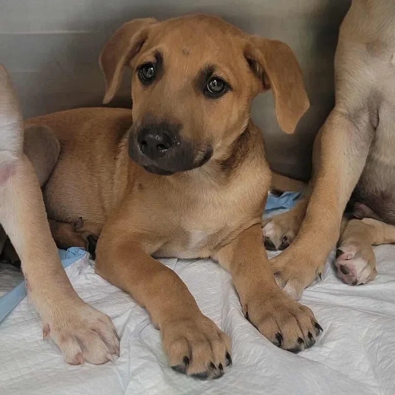 A baby small-sized female Mixed Breed dog named Wimberly for adoption in Bastrop, TX