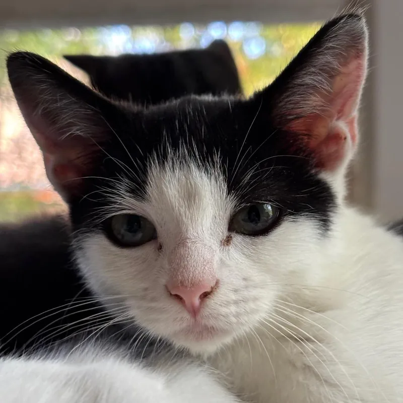 A baby small-sized female Black Domestic Short Hair cat named Twaila for adoption in Tustin, CA