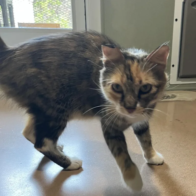 An adult medium-sized female Calico Domestic Medium Hair cat named Pollock for adoption in Kyle, TX