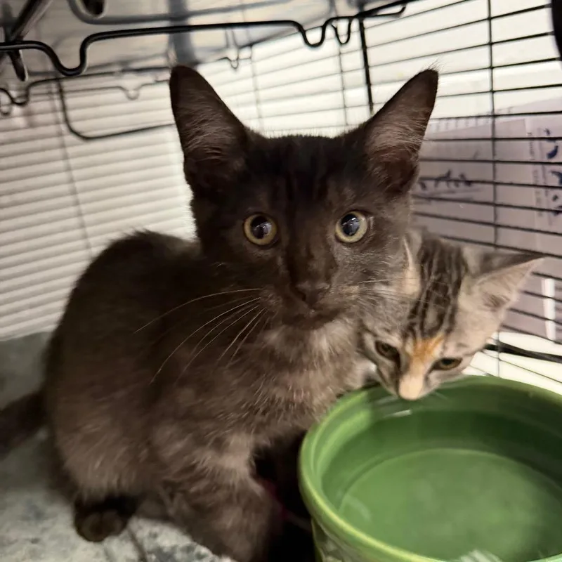 A baby small-sized male Black Domestic Short Hair cat named Henry for adoption in Hampton Bays, NY