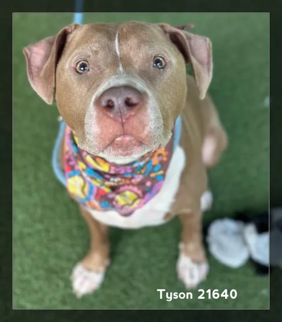 An adult medium-sized male Yellow / Tan / Blond / Fawn Pit Bull Terrier dog named Tyson for adoption in Marietta, GA
