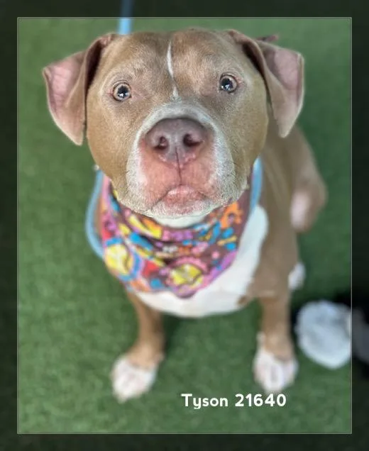 Tyson thumbnail 2