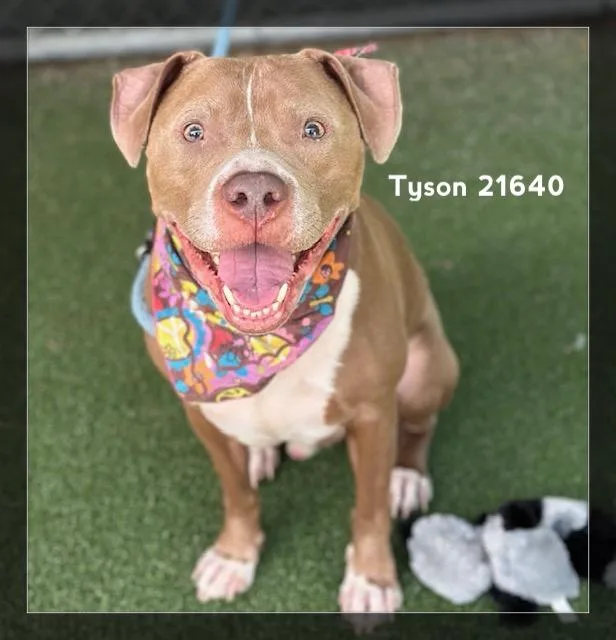 Tyson thumbnail 3