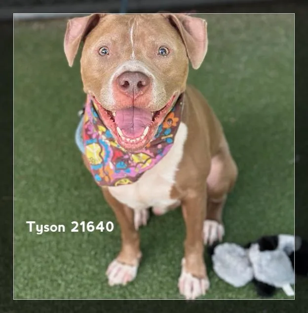 Tyson thumbnail 5