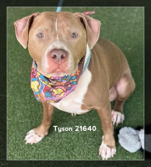 Tyson thumbnail 6