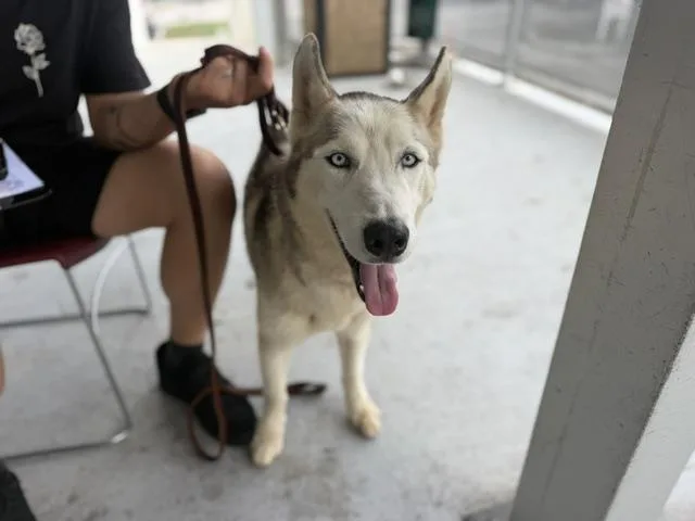 An adult large-sized male Siberian Husky dog named Bores for adoption in Miami, FL