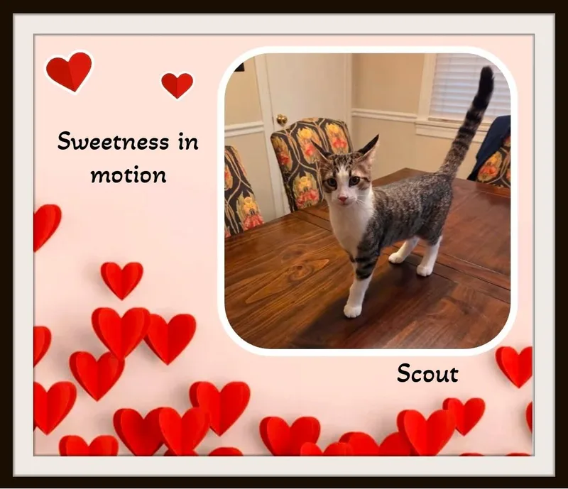 A baby medium-sized male White Domestic Short Hair cat named Scout for adoption in Winston Salem, NC