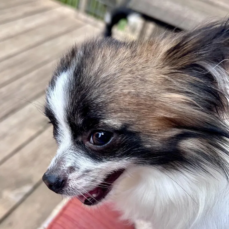 Scrappy