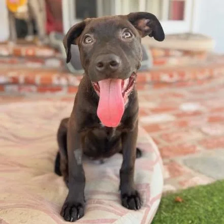 A baby large-sized male Labrador Retriever dog named Gelato for adoption in Sun Valley, CA