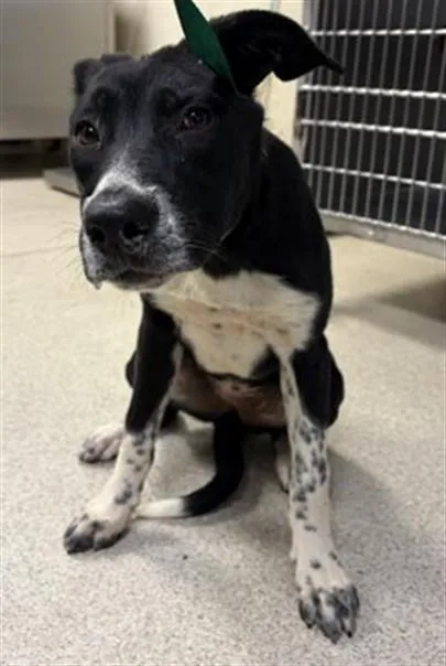A young small-sized female Pit Bull Terrier dog named Cupcake for adoption in Riverside, CA