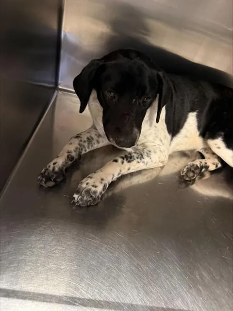 A young medium-sized female Pit Bull Terrier dog named Fifa for adoption in Tucson, AZ