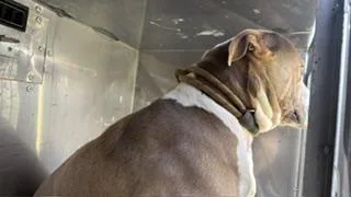 An adult large-sized female Mixed Breed dog named Sage for adoption in Dallas, TX