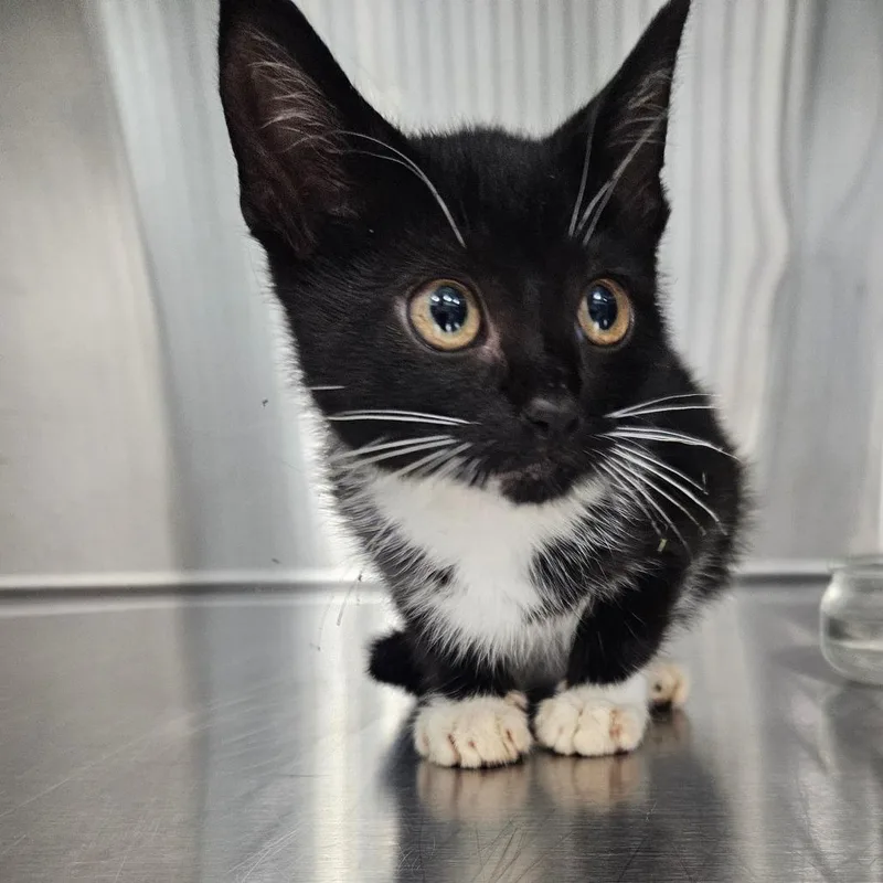 A baby small-sized female Black Domestic Short Hair cat named Nola for adoption in Greensboro, NC