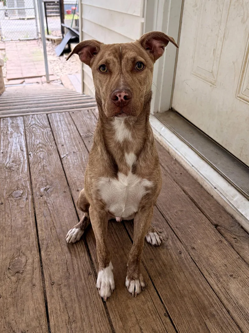 An adult medium-sized male Pit Bull Terrier dog named Tillman for adoption in Eastman, GA