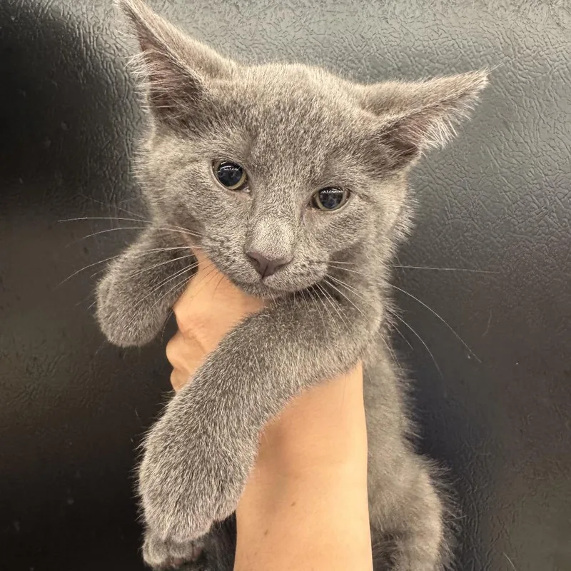 A baby small-sized female Gray / Blue / Silver Domestic Short Hair cat named Muffin for adoption in La Grange, KY