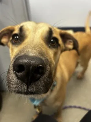 A young medium-sized male Great Dane dog named Marmaduke for adoption in Madison, NJ