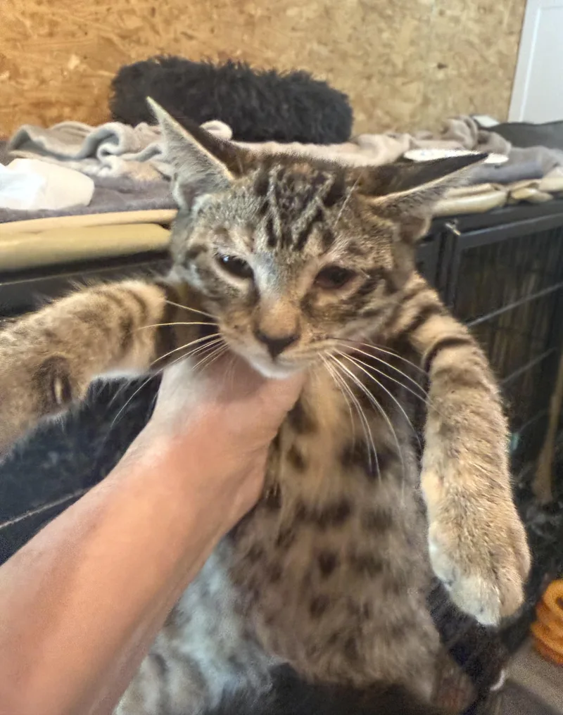 A baby small-sized male Domestic Short Hair cat named Tater Tot for adoption in Sneads Ferry, NC