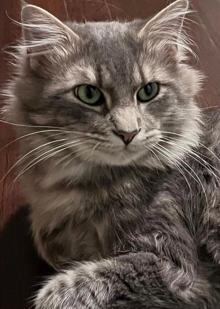 Bolita