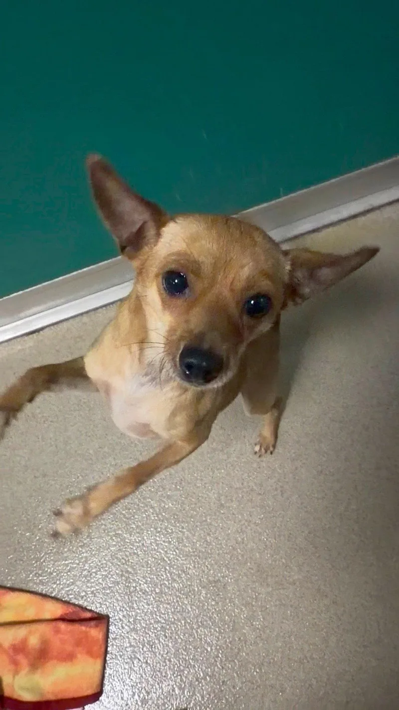 A young small-sized male Chihuahua dog named Raymond for adoption in Washington, DC