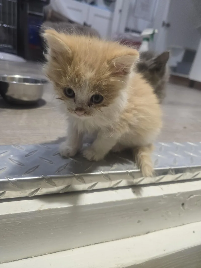A baby small-sized male Orange & White Domestic Short Hair cat named Kenny for adoption in Globe, AZ