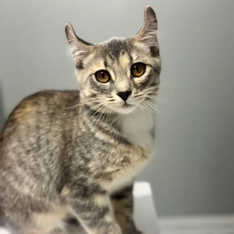 A baby small-sized female Tortoiseshell American Curl cat named Maleficent for adoption in Brownsboro, AL
