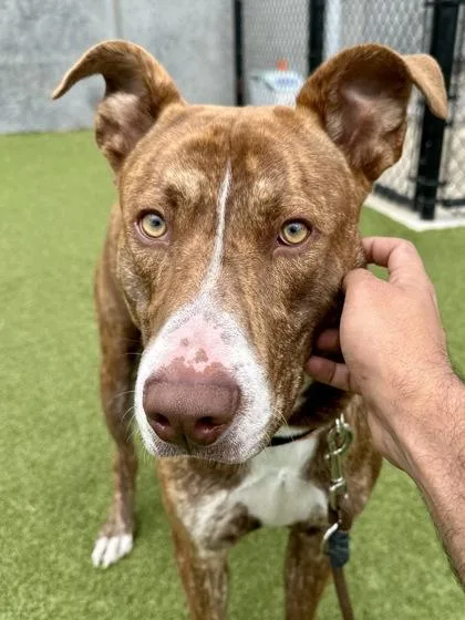 An adult extra large-sized male Yellow / Tan / Blond / Fawn Mixed Breed dog named Giant for adoption in Wichita, KS