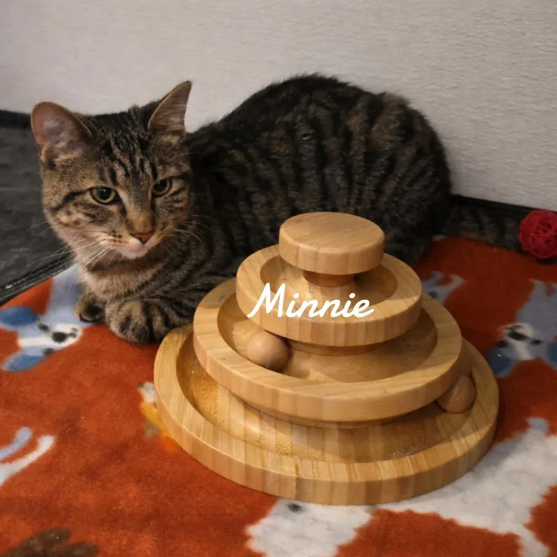 A young medium-sized female Domestic Short Hair cat named Minnie for adoption in Naugatuck, CT