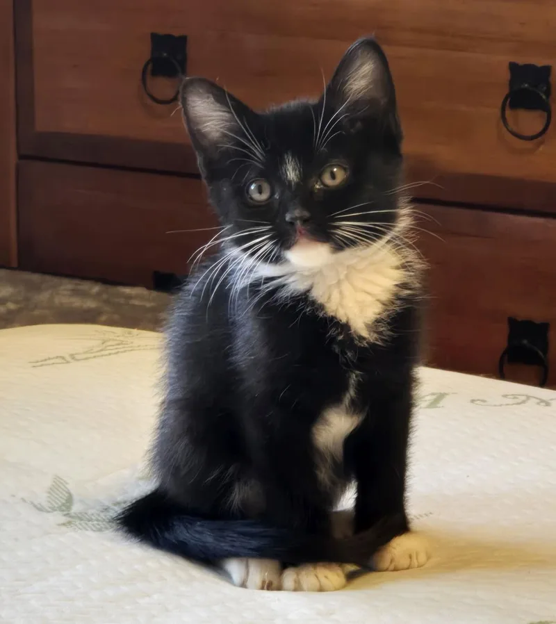A baby small-sized female Black Domestic Short Hair cat named Dart Nightlight for adoption in Chandler, AZ