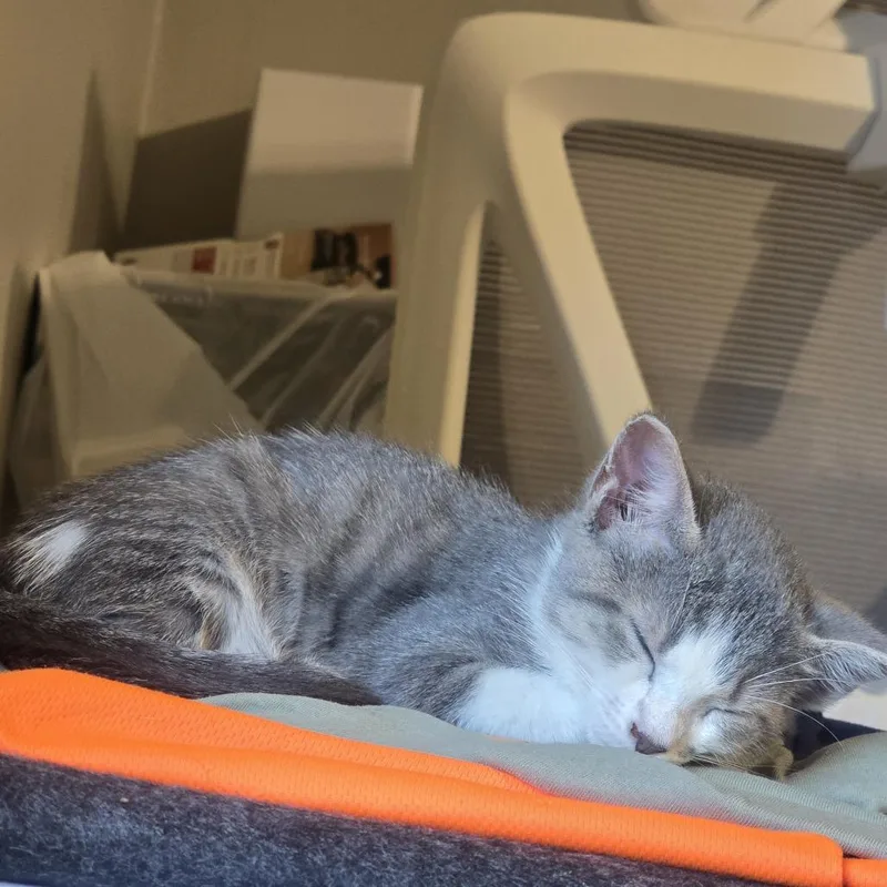 A baby small-sized female Gray / Blue / Silver Domestic Short Hair cat named Carmen for adoption in Memphis, TN