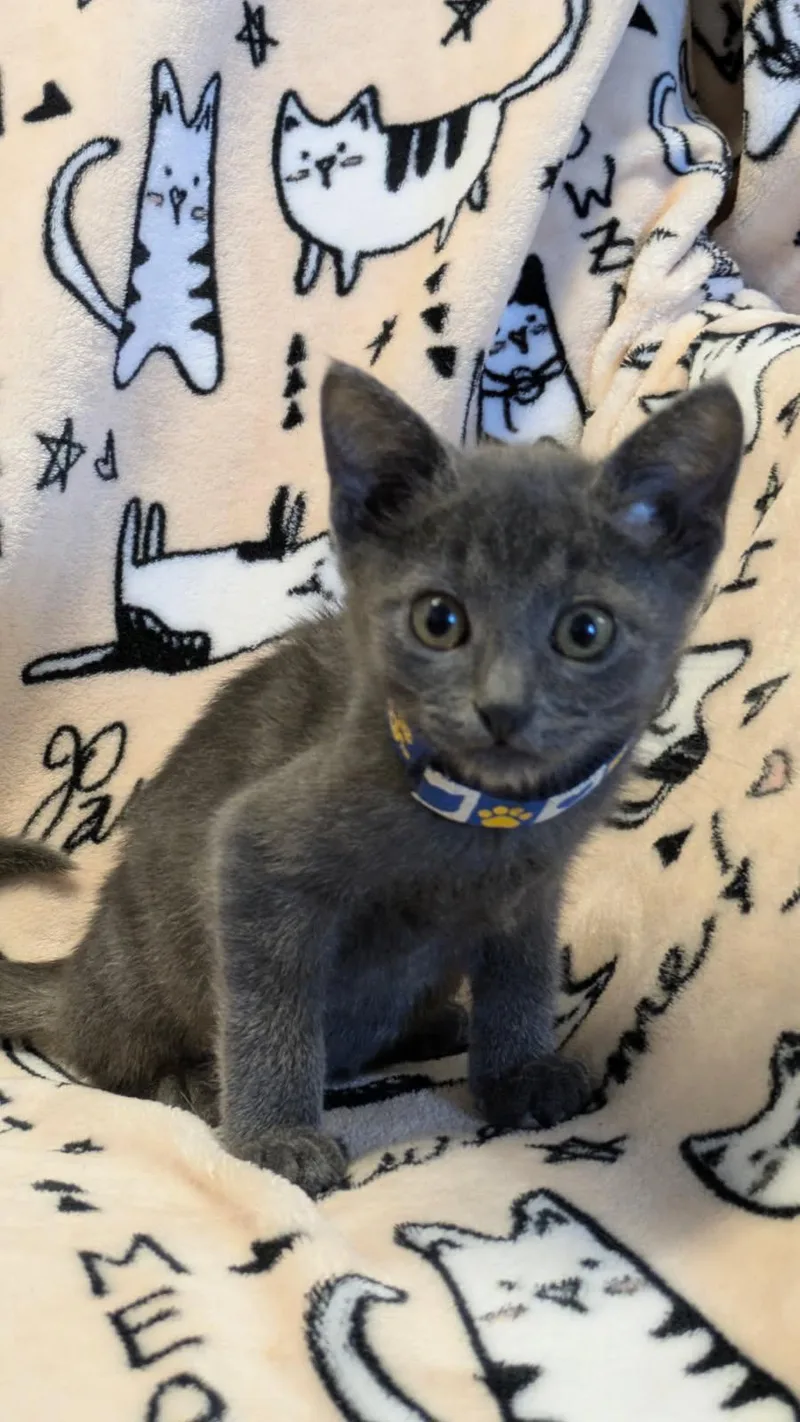 Percy