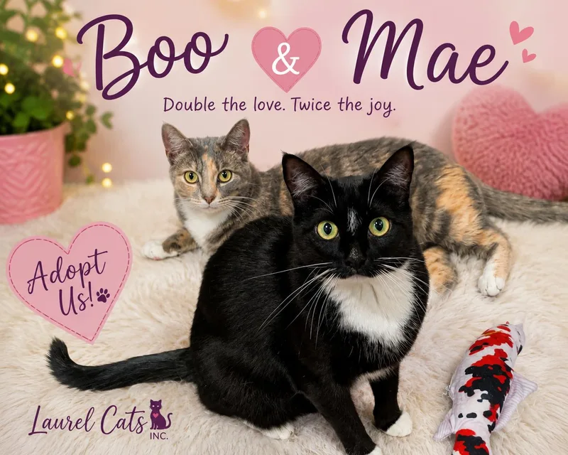 Boo & MaeTwice the thumbnail 5