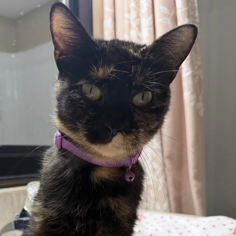 A young small-sized female Black Domestic Short Hair cat named Turttlee for adoption in Buffalo, MN