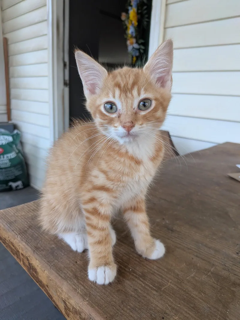 A baby medium-sized male Orange & White Domestic Short Hair cat named Fanta for adoption in Naugatuck, CT