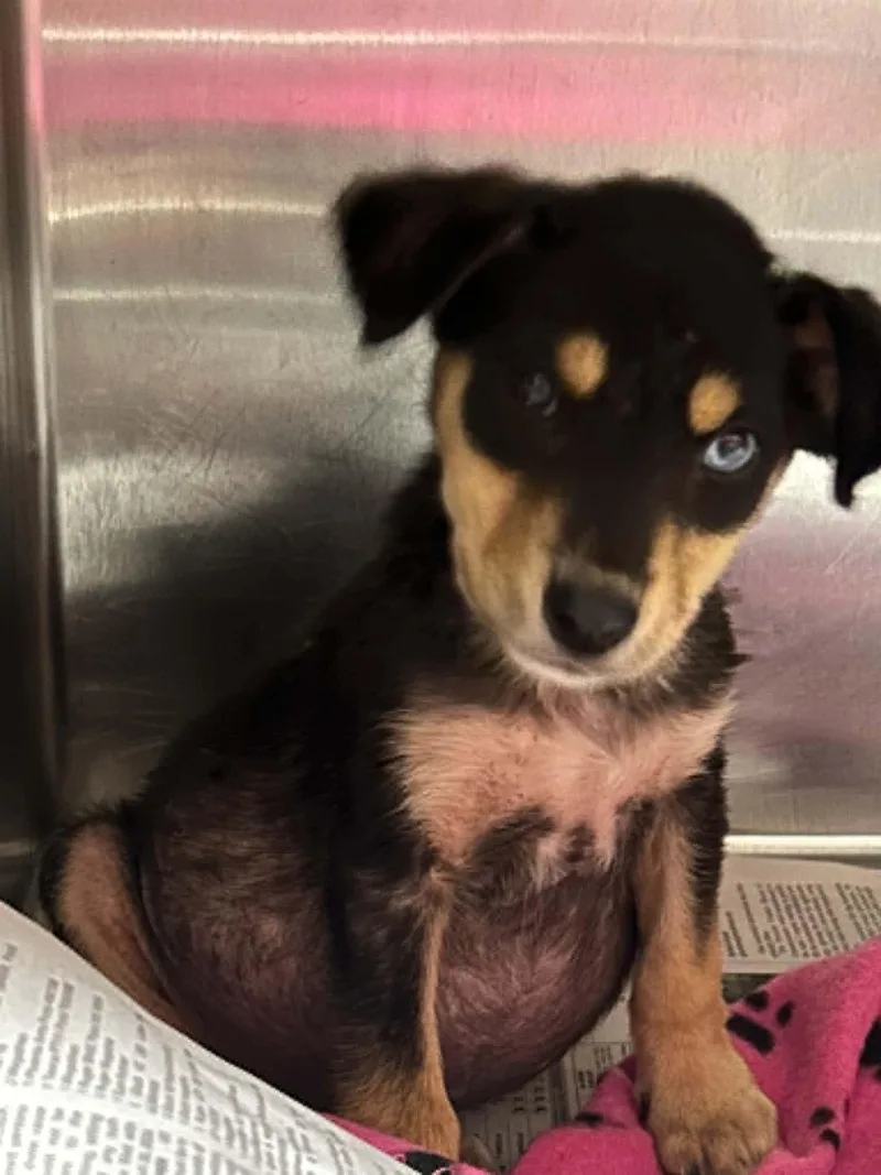 A baby medium-sized female German Pinscher dog named Zara Hope for adoption in Alpharetta, GA