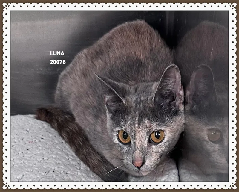An adult small-sized female Smoke Domestic Short Hair cat named Luna for adoption in Marietta, GA
