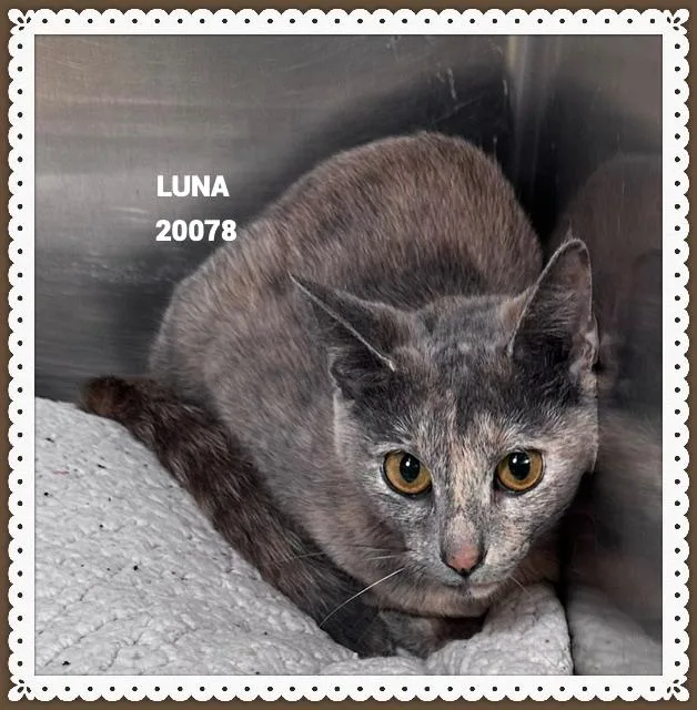 Luna thumbnail 2