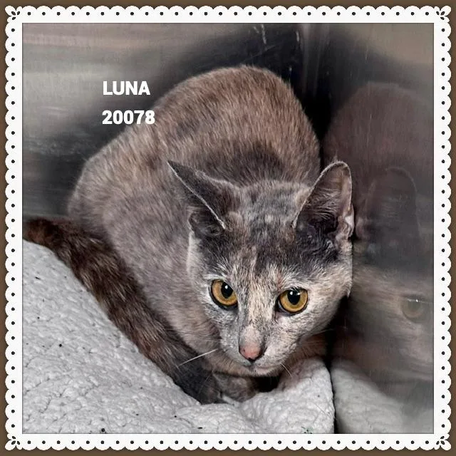 Luna thumbnail 3