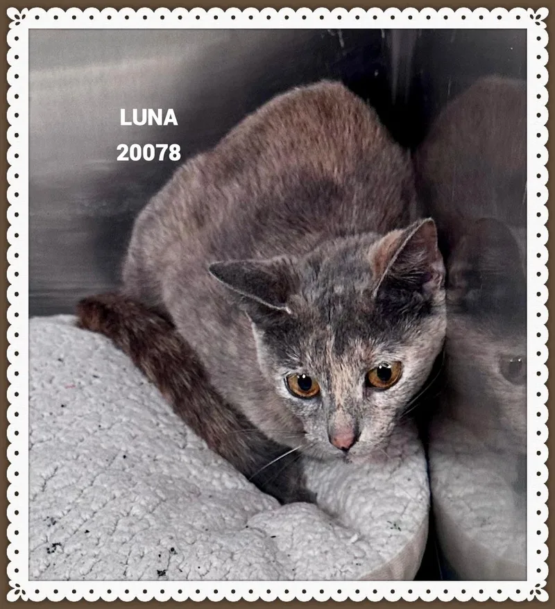 Luna thumbnail 4