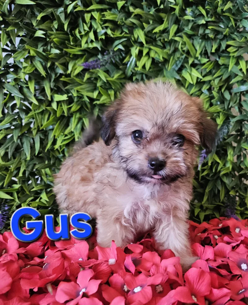 Gus