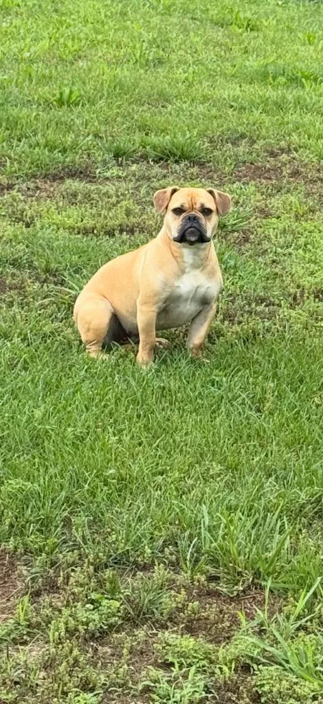 A baby medium-sized female Pug dog named Faith for adoption in Hopkinsville, KY