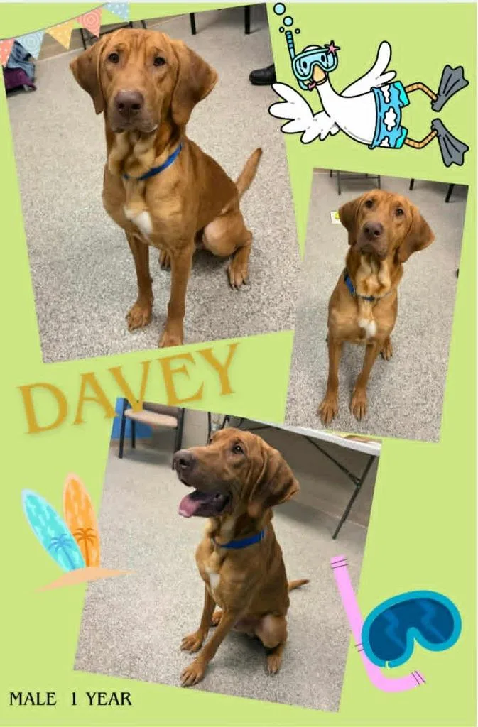 Davey thumbnail 3