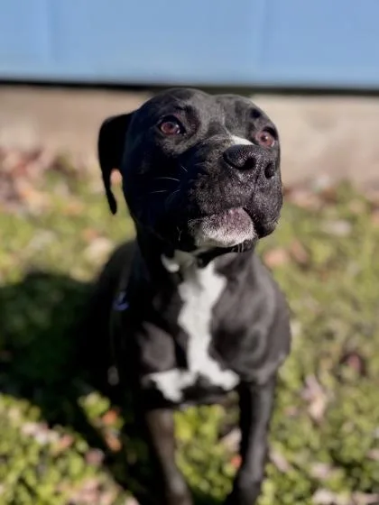 An adult medium-sized female Mixed Breed dog named Dove for adoption in New Orleans, LA