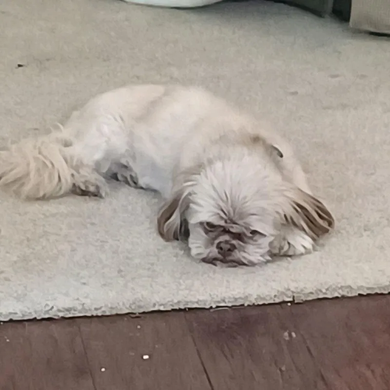 Coco