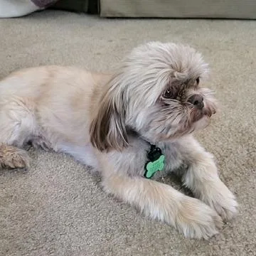 Coco thumbnail 2